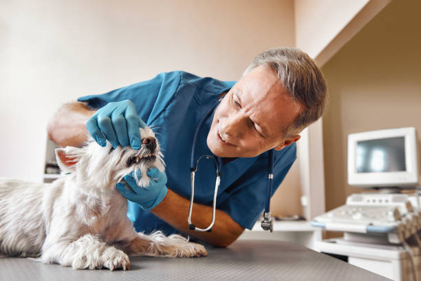 Best Emergency Tooth Extraction in Dilworthtown, PA